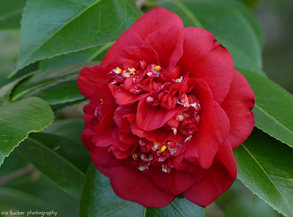Photo of Camellia (Camellia japonica 'April Tryst') uploaded by drirastucker