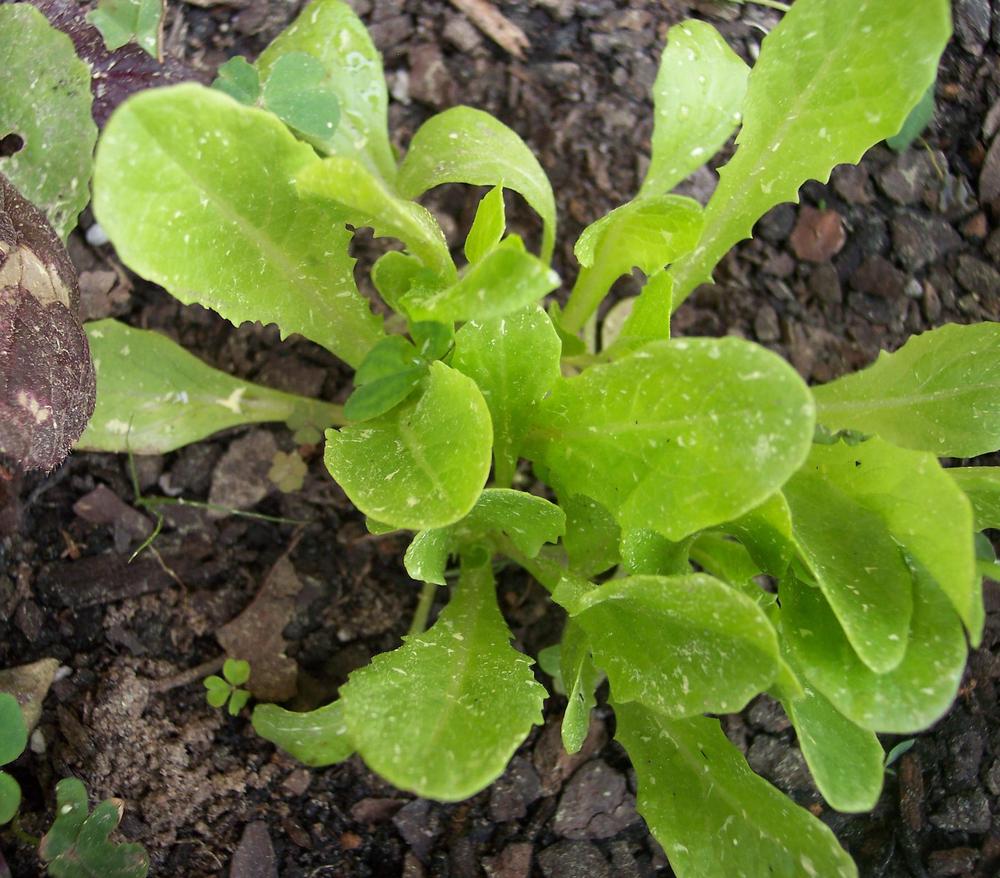Photo of Romaine Lettuce (Lactuca sativa 'Sunland') uploaded by farmerdill