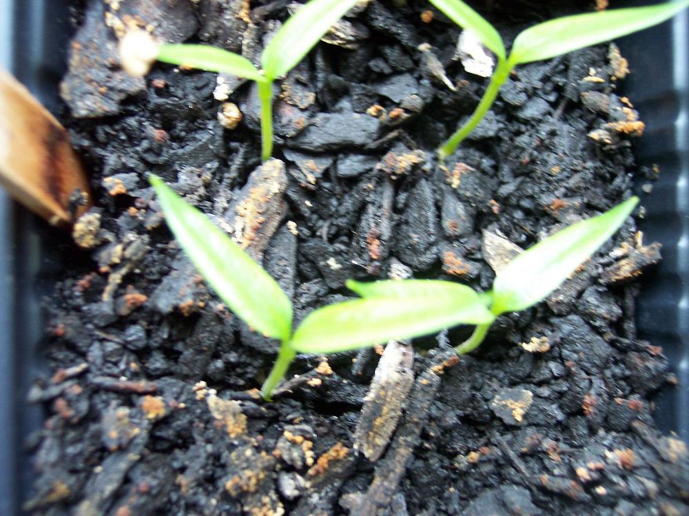 Photo of Pepper (Capsicum annuum 'Autry') uploaded by farmerdill