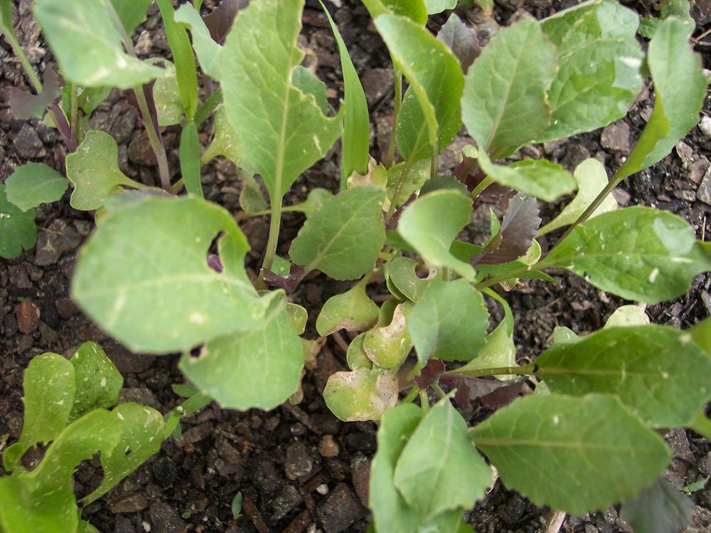 Photo of Cauliflower (Brassica oleracea var. botrytis 'Purple Moon') uploaded by farmerdill
