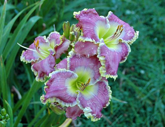 Photo of Daylily (Hemerocallis 'All Things to All Men') uploaded by shive1