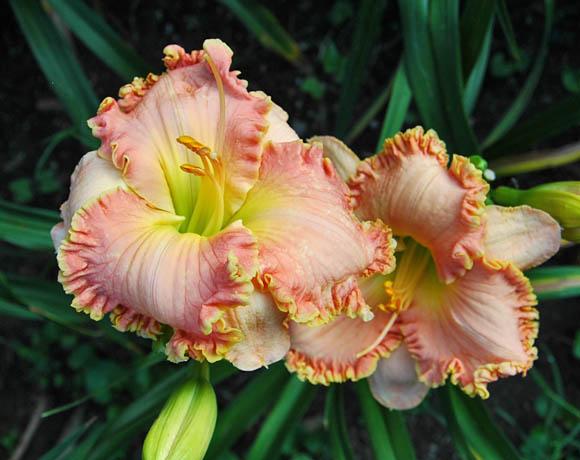 Photo of Daylily (Hemerocallis 'Once Upon a Dream') uploaded by shive1