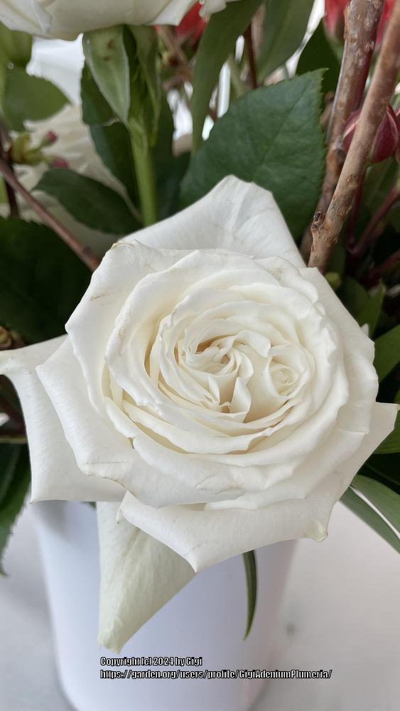 Photo of Roses (Rosa) uploaded by GigiAdeniumPlumeria