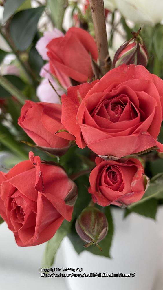 Photo of Roses (Rosa) uploaded by GigiAdeniumPlumeria