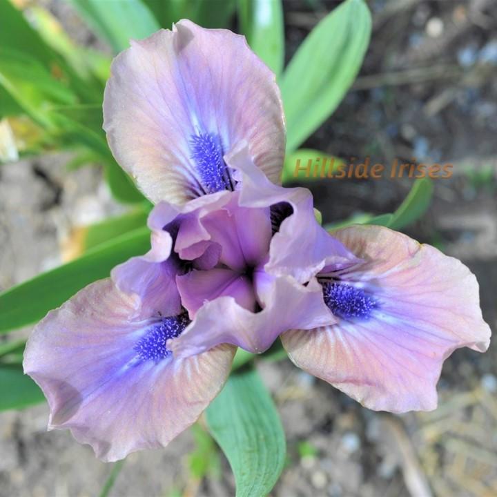 Photo of Standard Dwarf Bearded Iris (Iris 'Androgyny') uploaded by cashe56