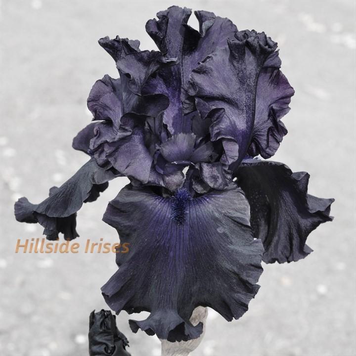Photo of Tall Bearded Iris (Iris 'Night Ruler') uploaded by cashe56
