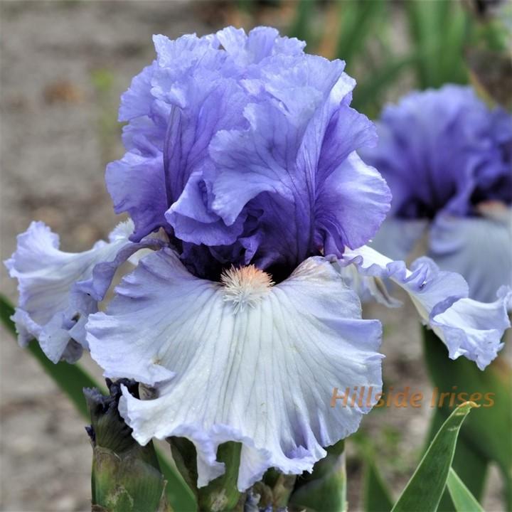 Photo of Tall Bearded Iris (Iris 'Adoregon') uploaded by cashe56