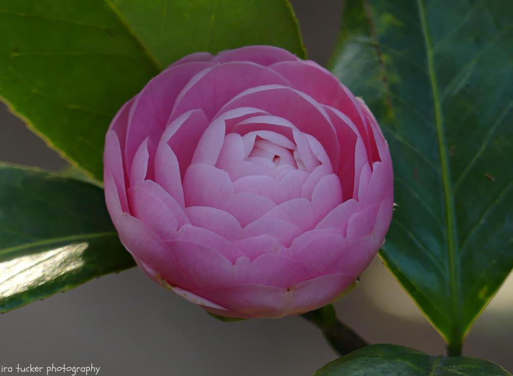 Photo of Japanese Camellia (Camellia japonica 'Pink Perfection') uploaded by drirastucker