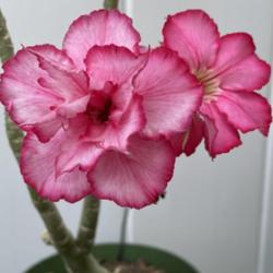 Location: My garden in Tampa, Florida
Date: 2024-03-16
Blooms of my seed grown desert rose purchased from the BBS.