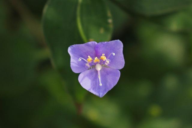 Photo of Spotted Inch Plant (Tinantia pringlei) uploaded by RuuddeBlock