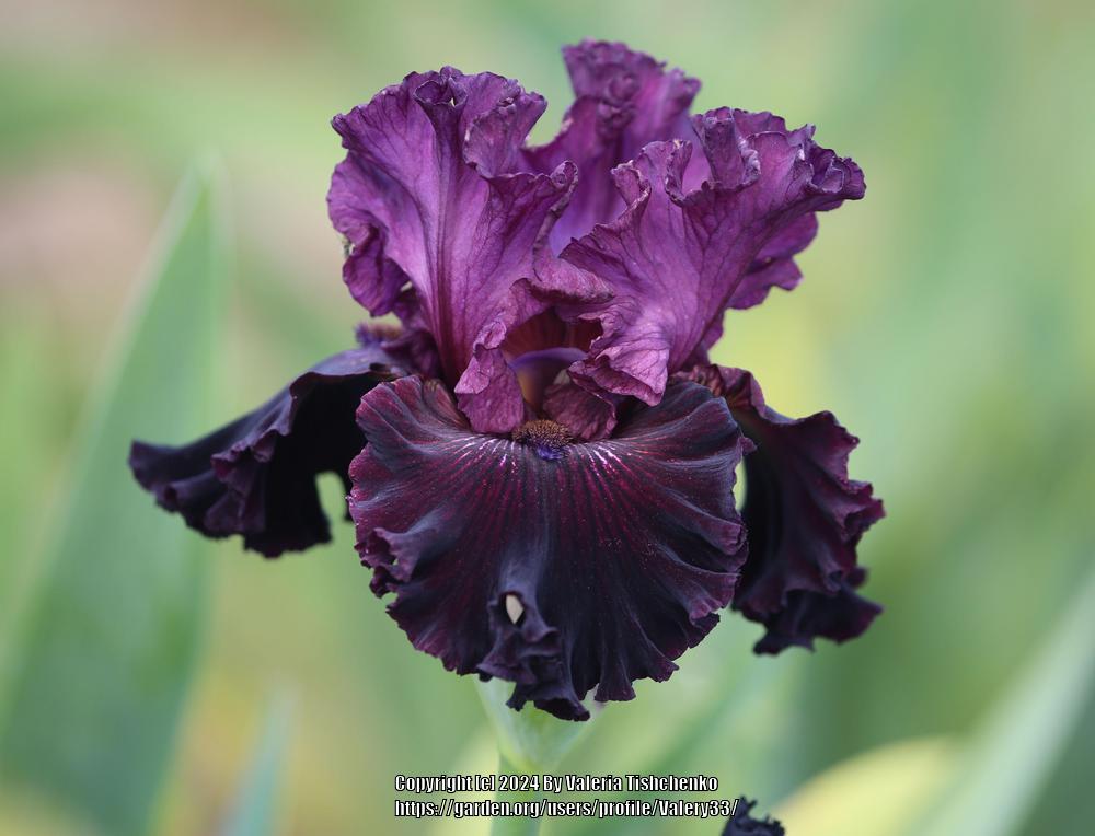 Photo of Tall Bearded Iris (Iris 'Devil by Night') uploaded by Valery33