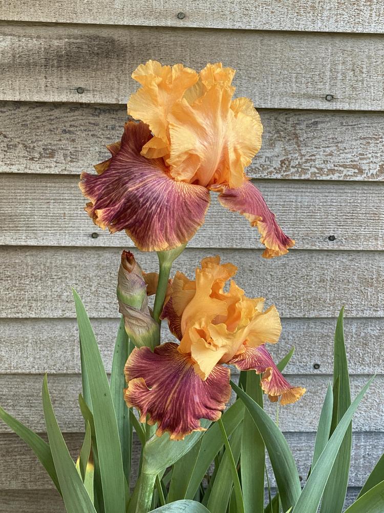 Photo of Tall Bearded Iris (Iris 'Bottle Rocket') uploaded by gnafziger