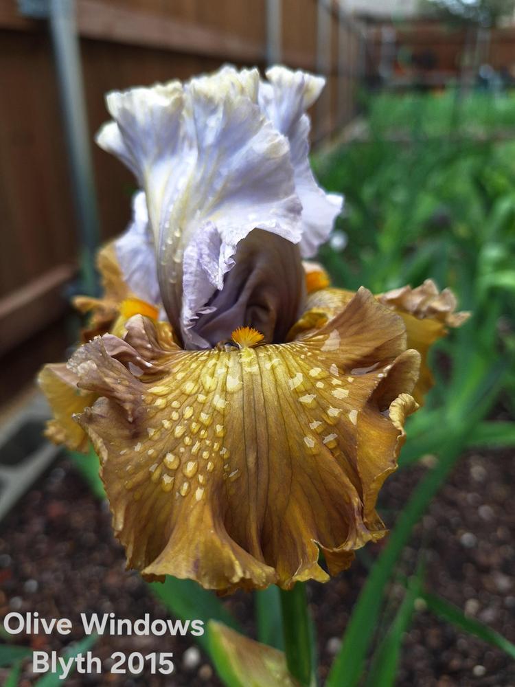 Photo of Tall Bearded Iris (Iris 'Olive Windows') uploaded by javaMom