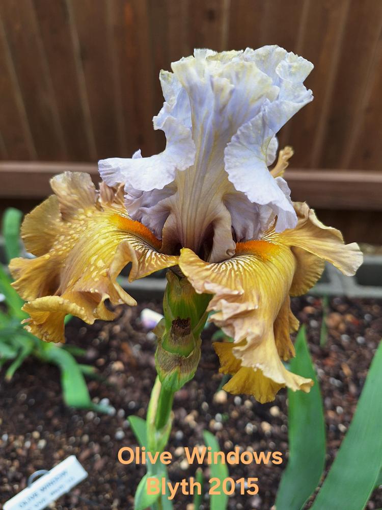 Photo of Tall Bearded Iris (Iris 'Olive Windows') uploaded by javaMom