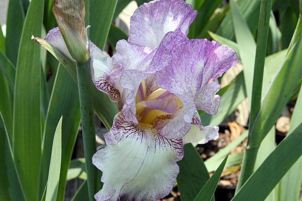 Photo of Tall Bearded Iris (Iris 'Autumn Tryst') uploaded by robertduval14