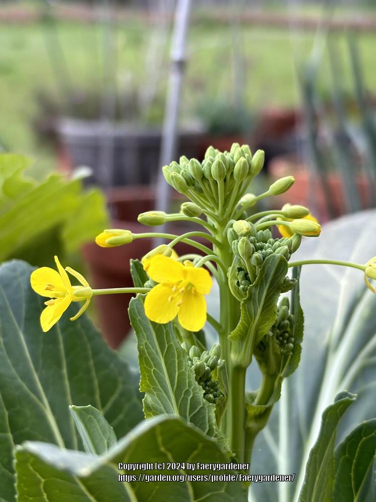 Photo of Pak Choy (Brassica rapa subsp. chinensis 'Ching Chiang') uploaded by Faerygardener