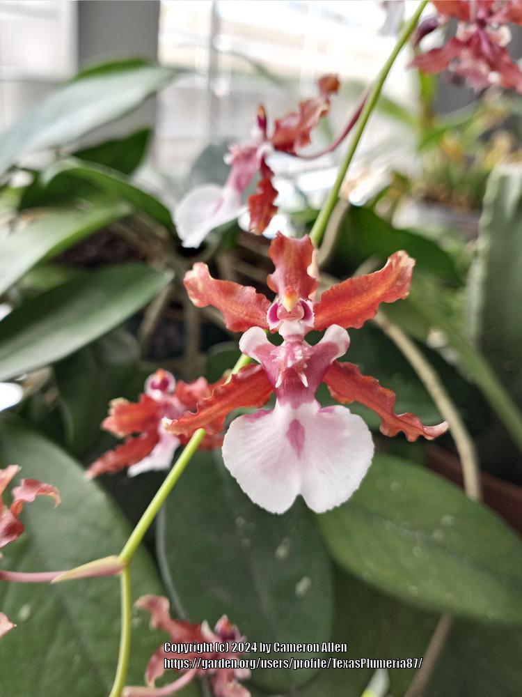 Photo of Chocolate Orchid (Oncidium Sharry Baby 'Sweet Fragrance') uploaded by TexasPlumeria87