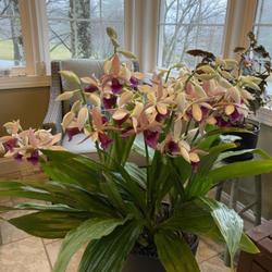 Location: Flat Rock NC
Date: 2024-03-06
Grown indoors this winter.  13 spikes and over 100 flowers.