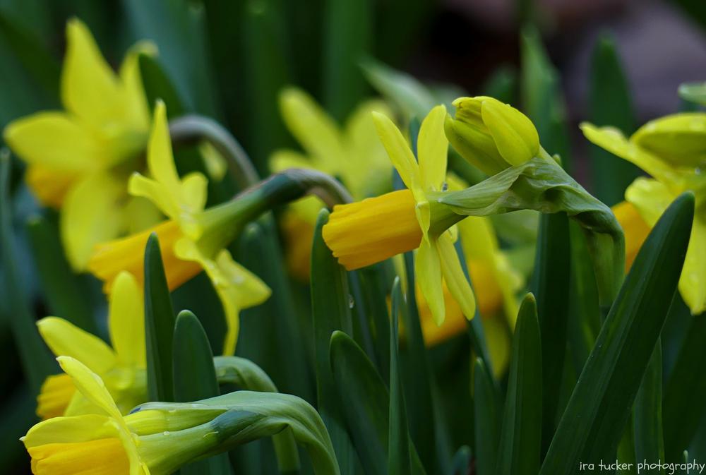 Photo of Daffodil (Narcissus 'Tete-a-Tete') uploaded by drirastucker