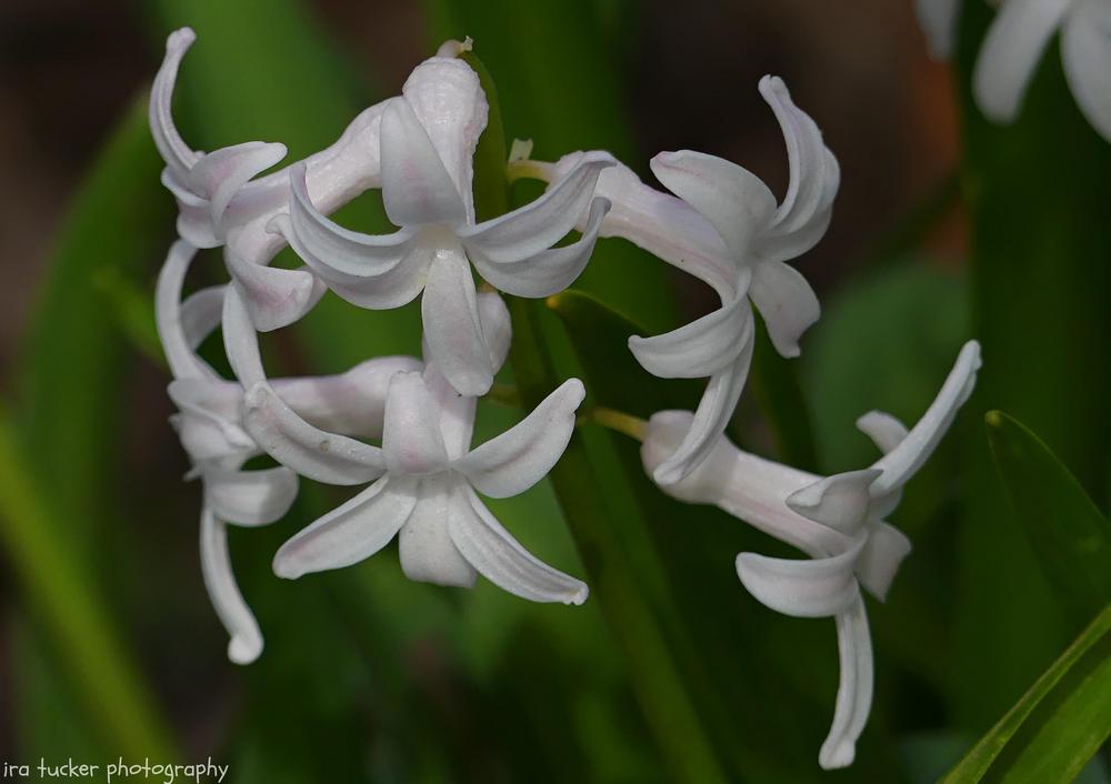 Photo of Dutch Hyacinth (Hyacinthus orientalis 'White Festival') uploaded by drirastucker