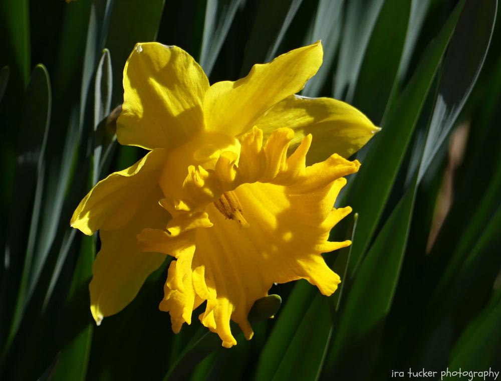 Photo of Daffodil (Narcissus 'Golden Sunbeam') uploaded by drirastucker