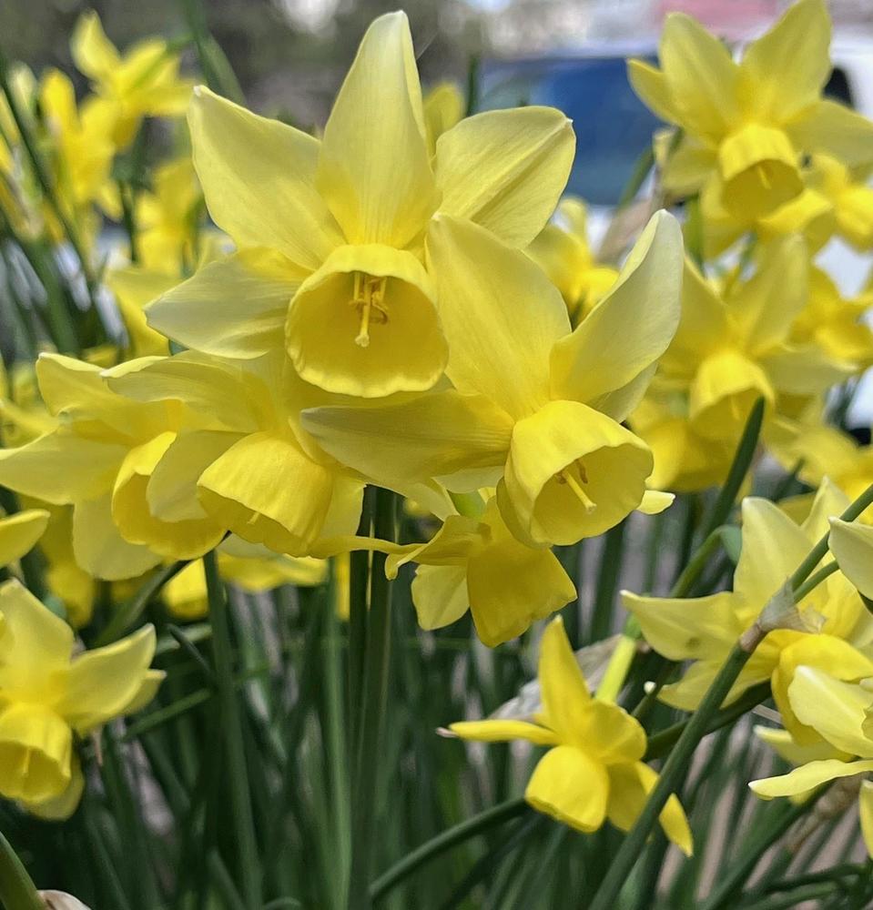 Photo of Triandrus Daffodil (Narcissus 'Sunlight Sensation') uploaded by gregnc
