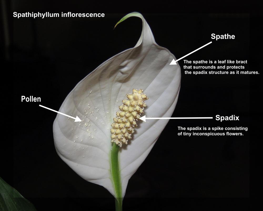 Photo of Peace Lily (Spathiphyllum wallisii) uploaded by plantladylin