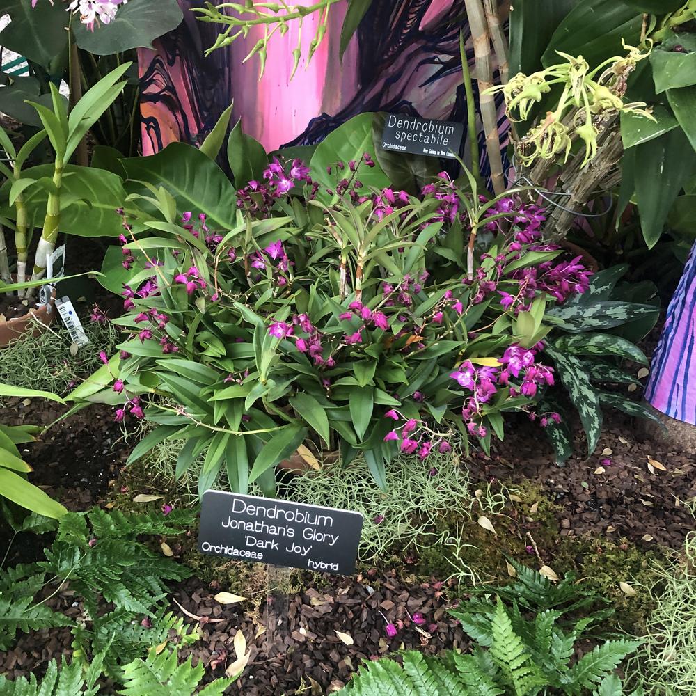 Photo of Orchid (Dendrobium Jonathan's Glory 'Dark Joy') uploaded by sedumzz