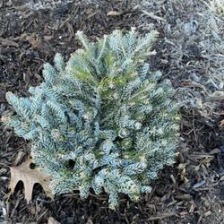 Location: Southern Maine
Date: 2023-12-12
Beautiful conifer ordered in Nov. 2023 Broken Arrow Nursery
