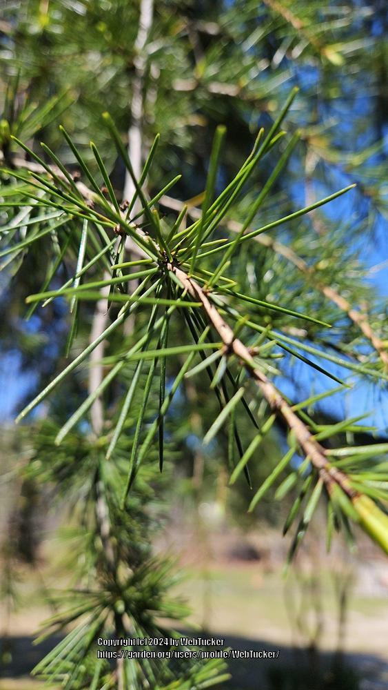 Photo of Deodar Cedar (Cedrus deodara) uploaded by WebTucker