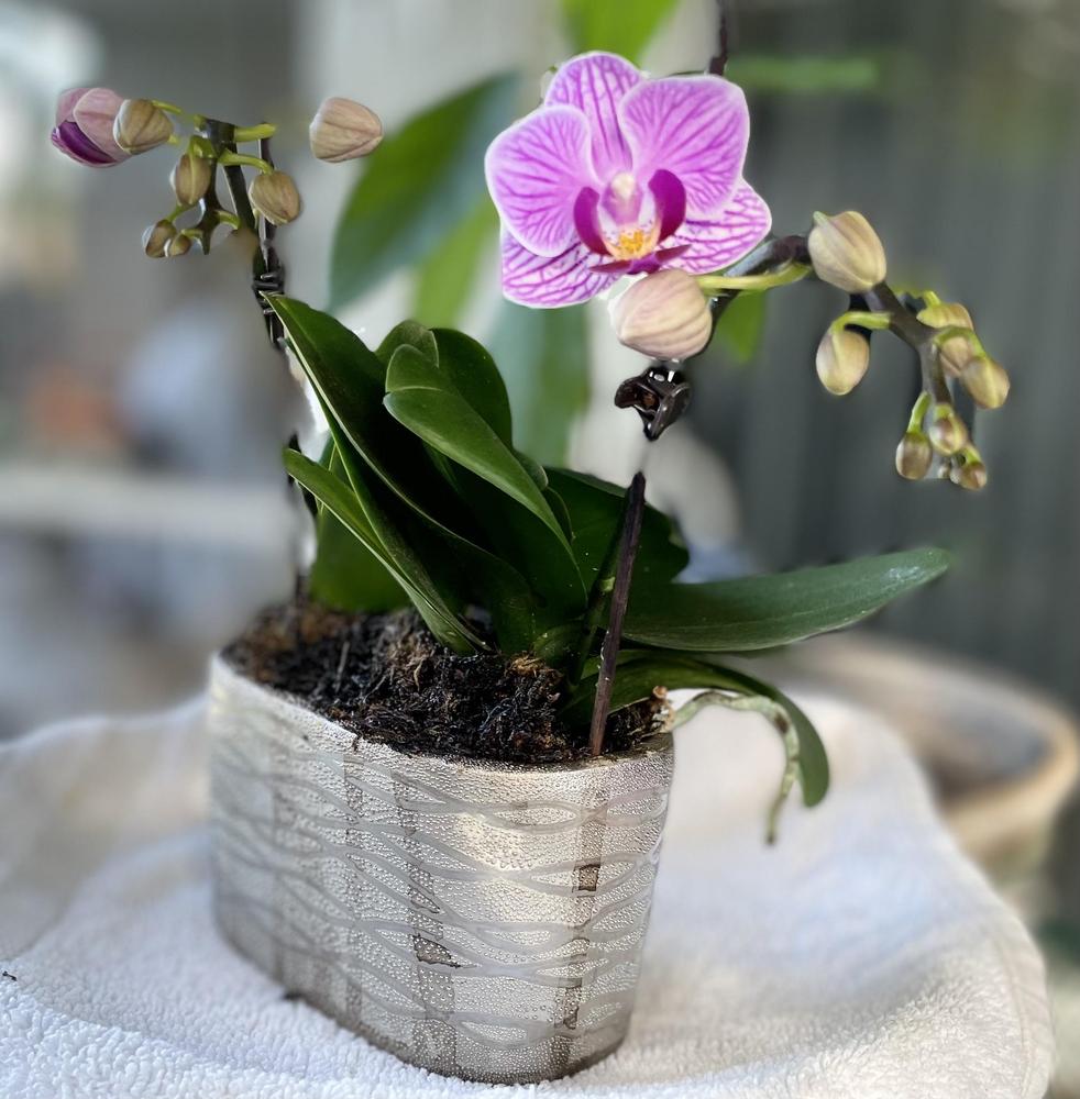 Photo of Orchid (Phalaenopsis Sogo Vivien) uploaded by dorielle0901