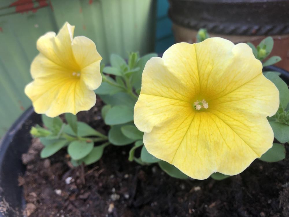 Photo of Petchoa (XPetchoa Caliburst™ Yellow) uploaded by poisondartfrog
