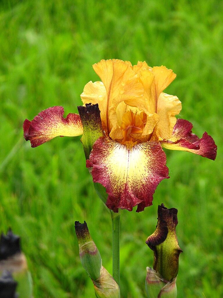 Photo of Tall Bearded Iris (Iris 'Broadway') uploaded by robertduval14