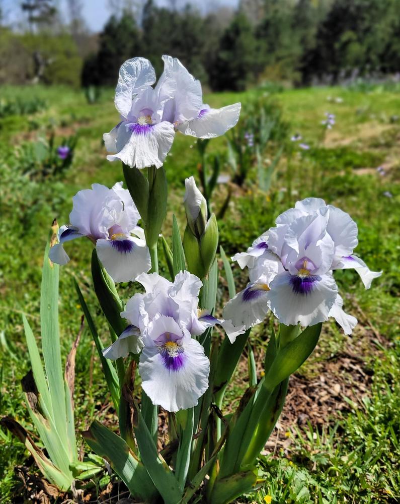 Photo of Arilbred Iris (Iris 'Desert Snow') uploaded by Bitoftrouble