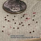 Very tiny seeds.