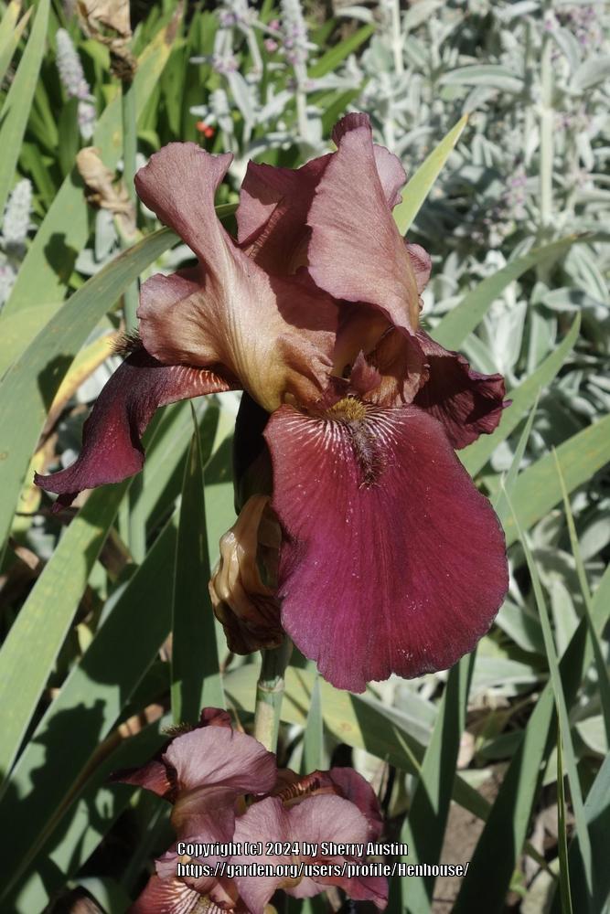 Photo of Tall Bearded Iris (Iris 'Ranger') uploaded by Henhouse
