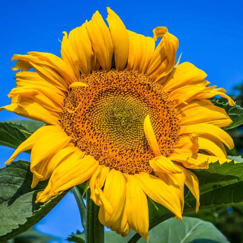 Photo of Sunflower (Helianthus annuus 'Mongolian Giant') uploaded by Joy