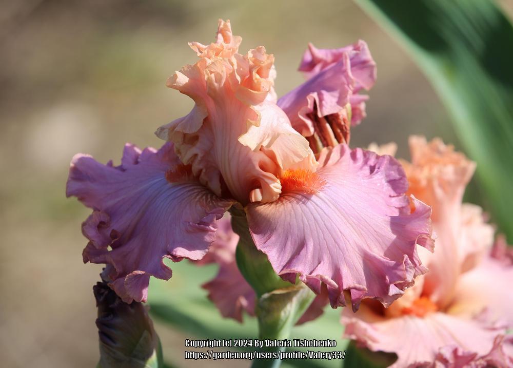 Photo of Tall Bearded Iris (Iris 'Abiding Love') uploaded by Valery33