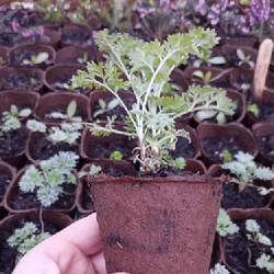 Location: Nottingham - Organic Plant Nursery
Date: 20 March
overwintered absinthium from a late summer start, just putting on