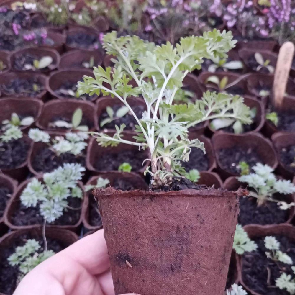 Photo of Absinthe (Artemisia absinthium) uploaded by organicplantnursery