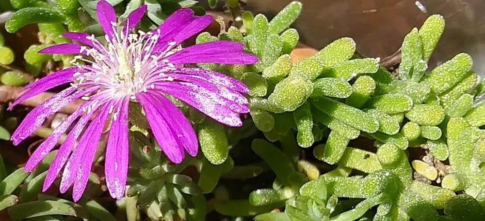 Photo of Hairy Dewflower (Drosanthemum hispidum) uploaded by purpleinopp