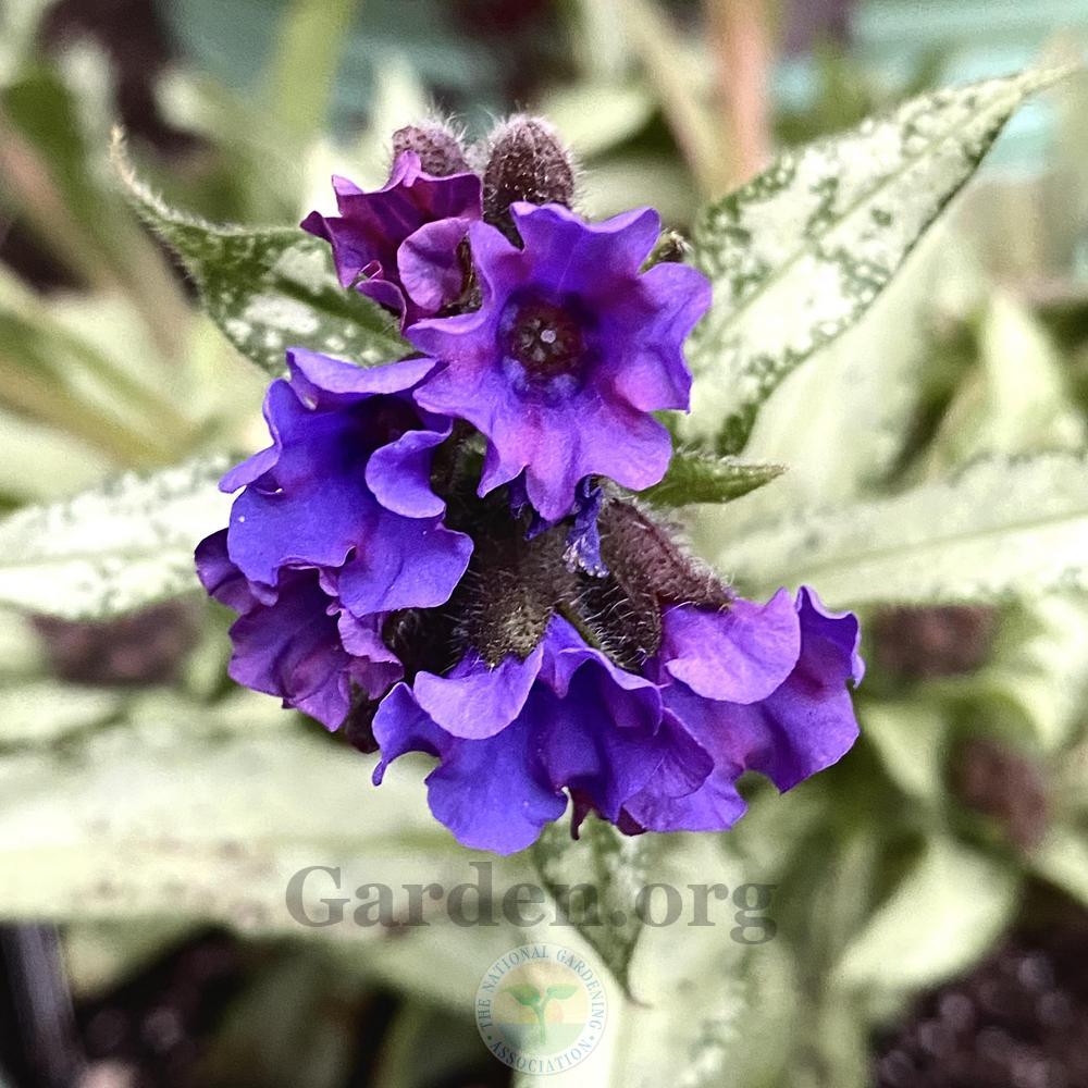 Photo of Longleaf Lungwort (Pulmonaria 'Diana Clare') uploaded by springcolor