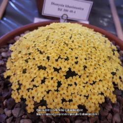 Location: Hexham Alpine Garden Society Show, Northumberland, England UK 
Date: 2019-03-30
Dionysia khuzistanica