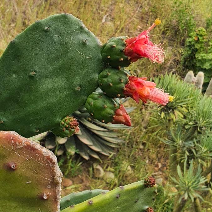 Photo of Cochineal Cactus (Opuntia cochenillifera) uploaded by Baja_Costero