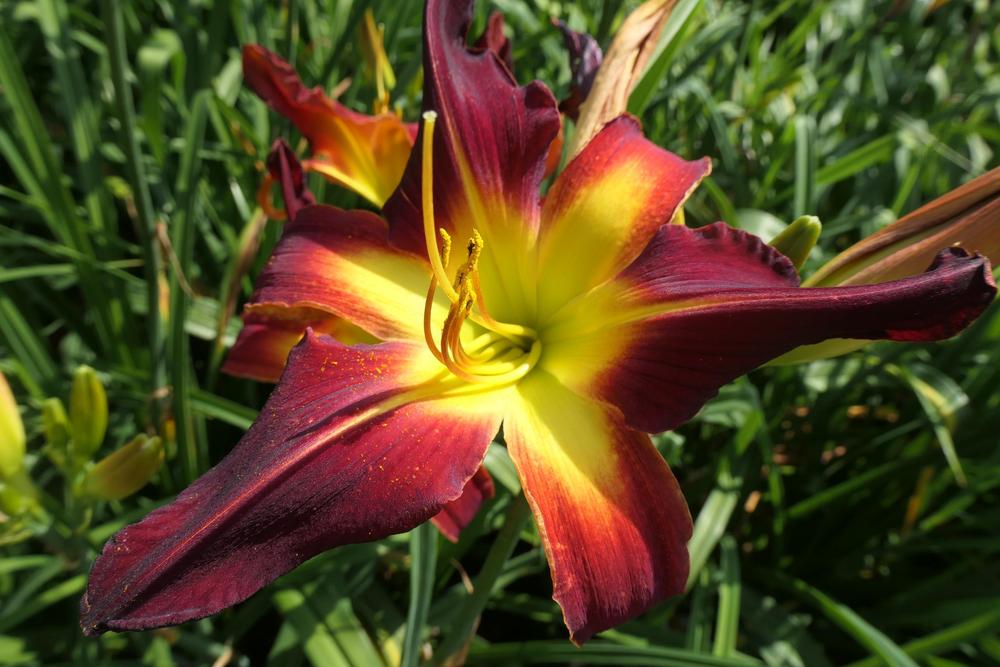 Photo of Daylily (Hemerocallis 'Red Suspenders') uploaded by Caruso