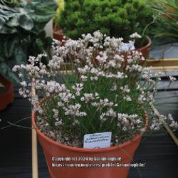 Location: Hexham Alpine Garden Society Show, Northumberland, England UK 
Date: 2015-10-10
Allium callimischon subsp. haemostictum