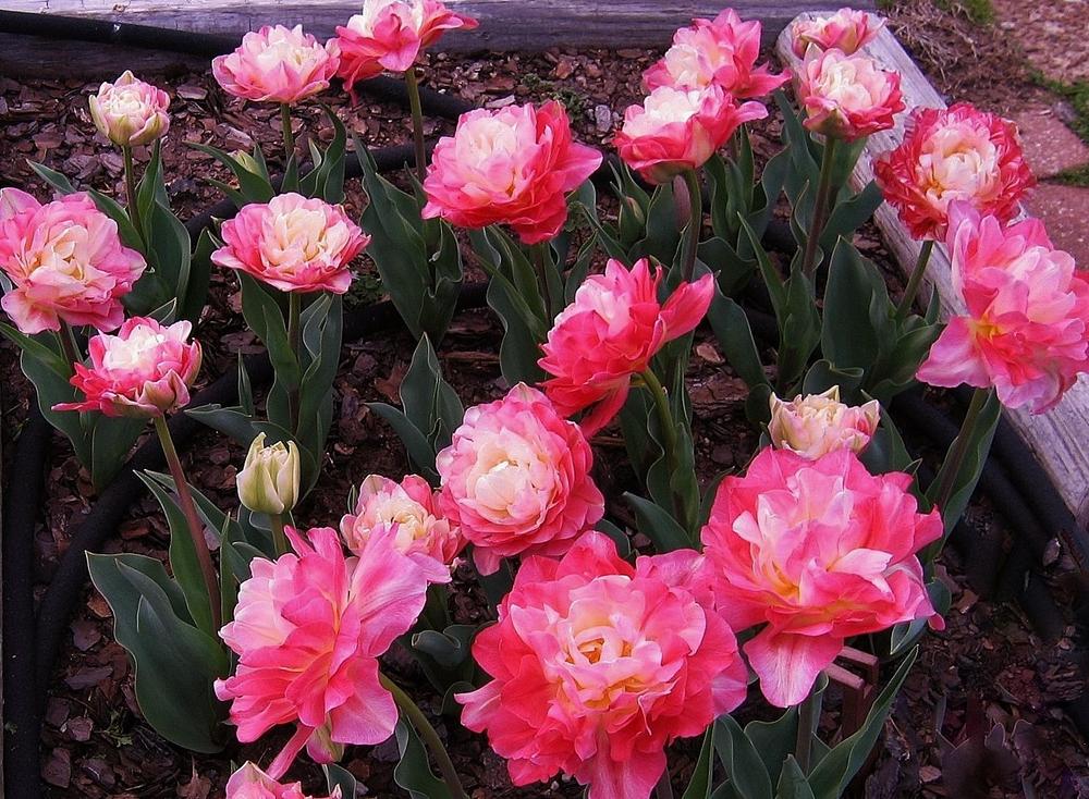 Photo of Double Late Tulip (Tulipa 'Double Sugar') uploaded by Maryl