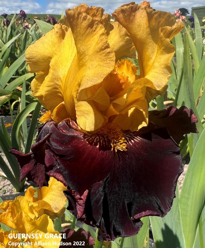 Photo of Tall Bearded Iris (Iris 'Guernsey Grace') uploaded by allisonhudso