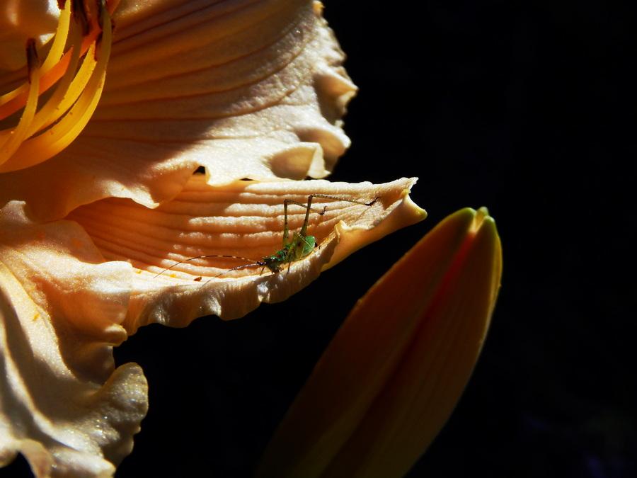 Photo of Daylily (Hemerocallis 'Fairy Tale Pink') uploaded by jathton