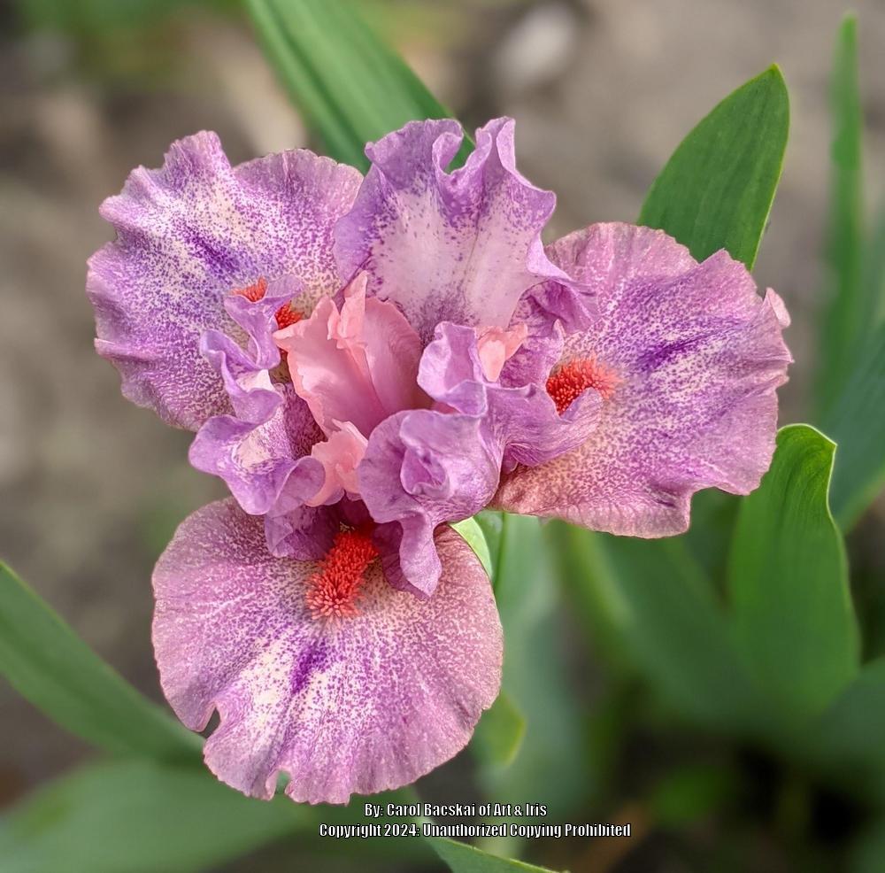 Photo of Standard Dwarf Bearded Iris (Iris 'Sweet Devotion') uploaded by Artsee1